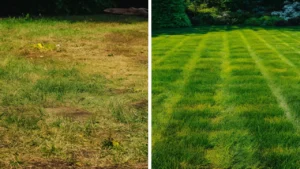 Read more about the article Transform Your Lawn with Expert Gardener Weed and Feed