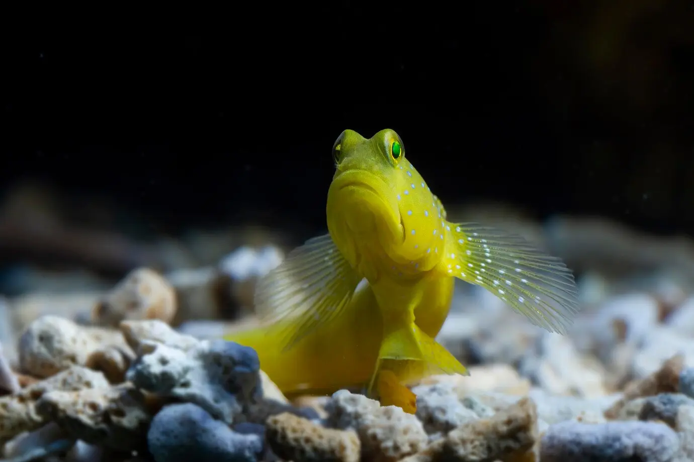 Axolotl Gills